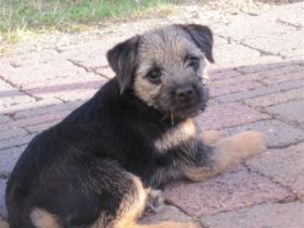 pip  